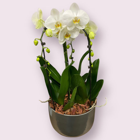 Három tő orchidea (fehér)