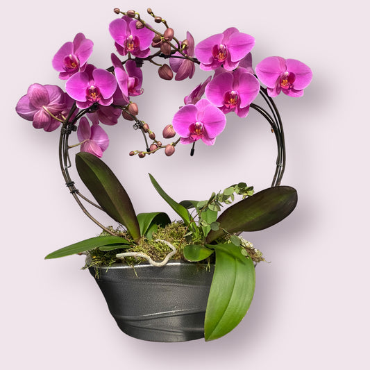 Három tő orchidea (sötétrózsaszín)