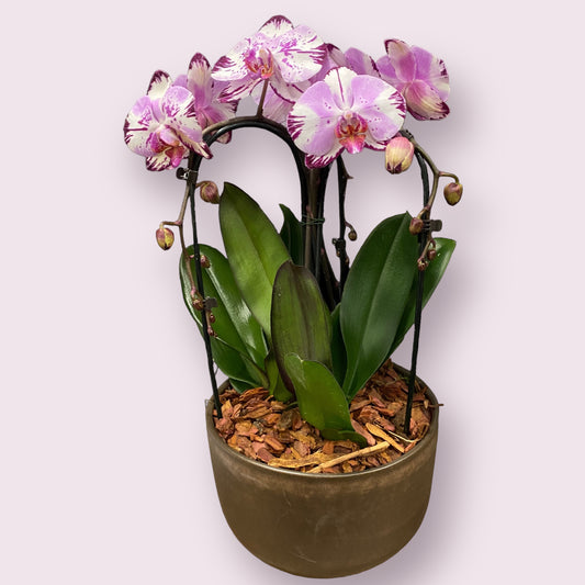 Három tő orchidea (rózsaszín)