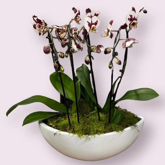 Három tő orchidea (vegyes színek)